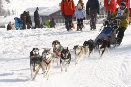 Lenk 2012 SM